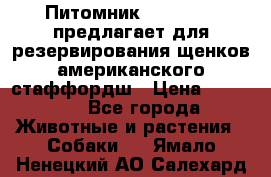 Питомник KURAT GRAD предлагает для резервирования щенков американского стаффордш › Цена ­ 25 000 - Все города Животные и растения » Собаки   . Ямало-Ненецкий АО,Салехард г.